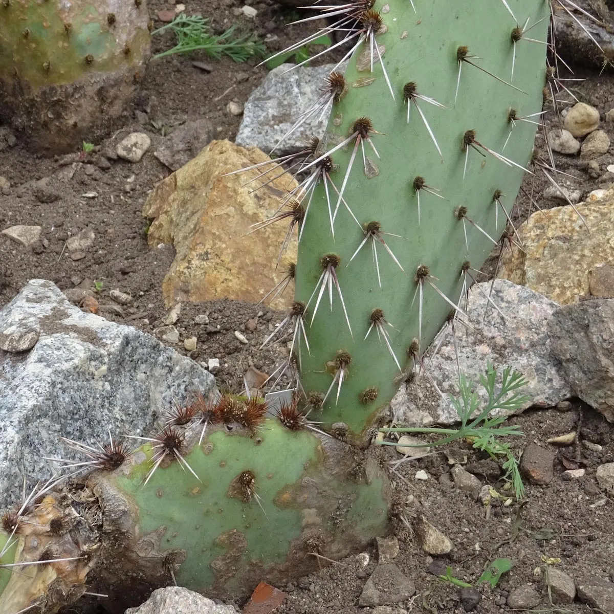 Winterharter Feigenkaktus (Opuntia phaeacantha) Samen