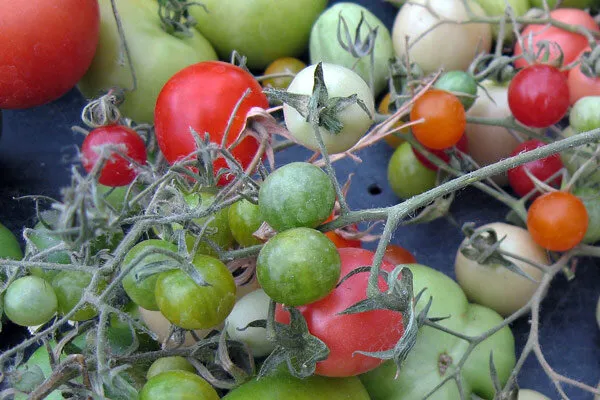 Reife und unreife Tomaten