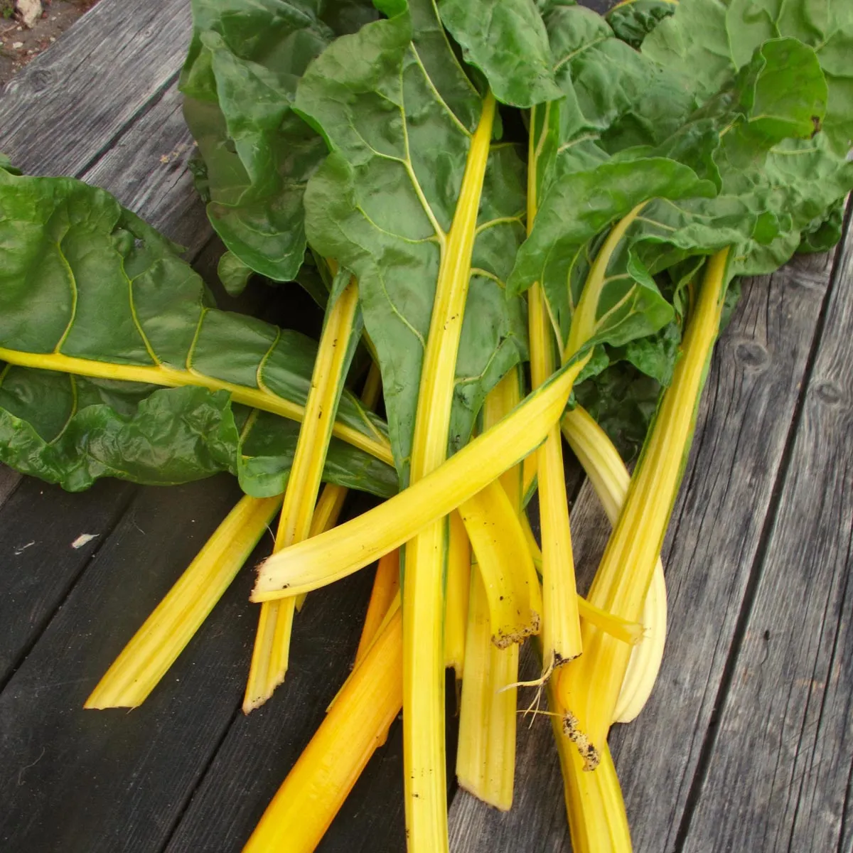 Gelber Mangold 'Selektion Sunset' (Beta vulgaris ssp.vulgaris) Bio Saatgut