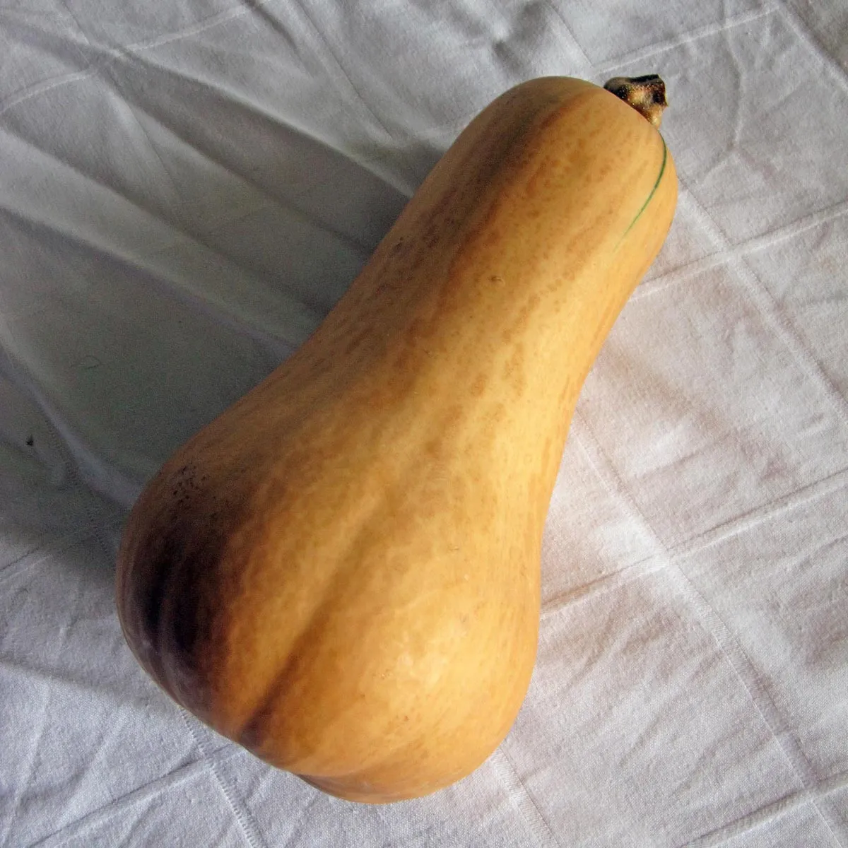 Butternut-Kürbis 'Ponca' (Cucurbita moschata) Bio Saatgut