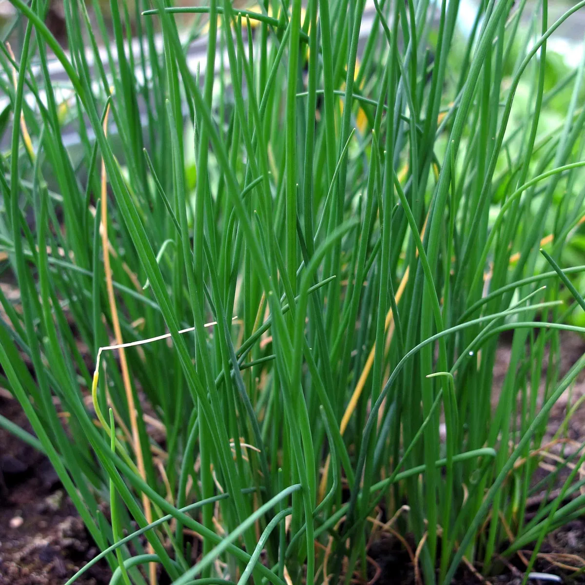 Schnittlauch 'Gonzales' (Allium schoenoprasum) Bio Saatgut