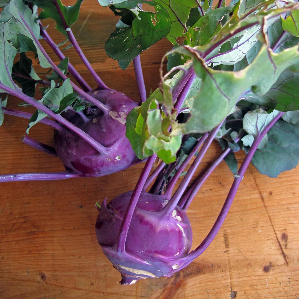Violetter Kohlrabi 'Blauer Delikatess' (Brassica oleracea var. gongylodes) Samen