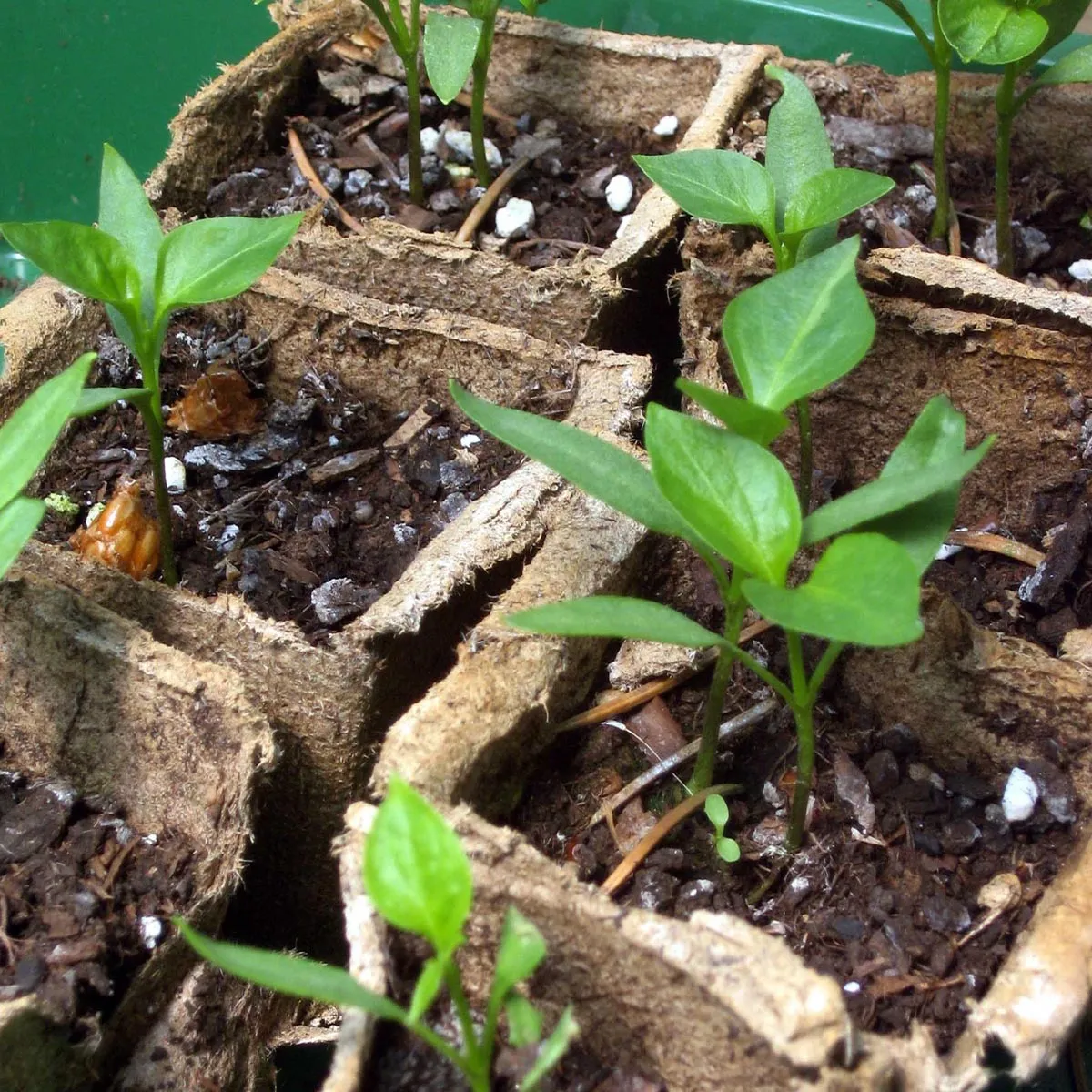 Poblano Chili 'Mulato Isleno' (Capsicum annuum) Samen