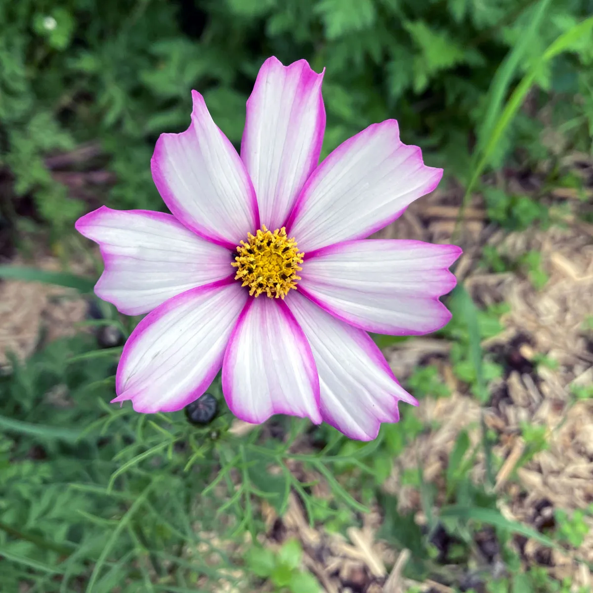 Zweifarbige Cosmea / Schmuckkörbchen 'Sensation Candy Stripe' (Cosmos bipinnatus) Samen