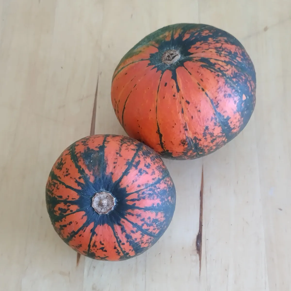 Kürbis 'Golden Nugget' (Cucurbita maxima) Samen