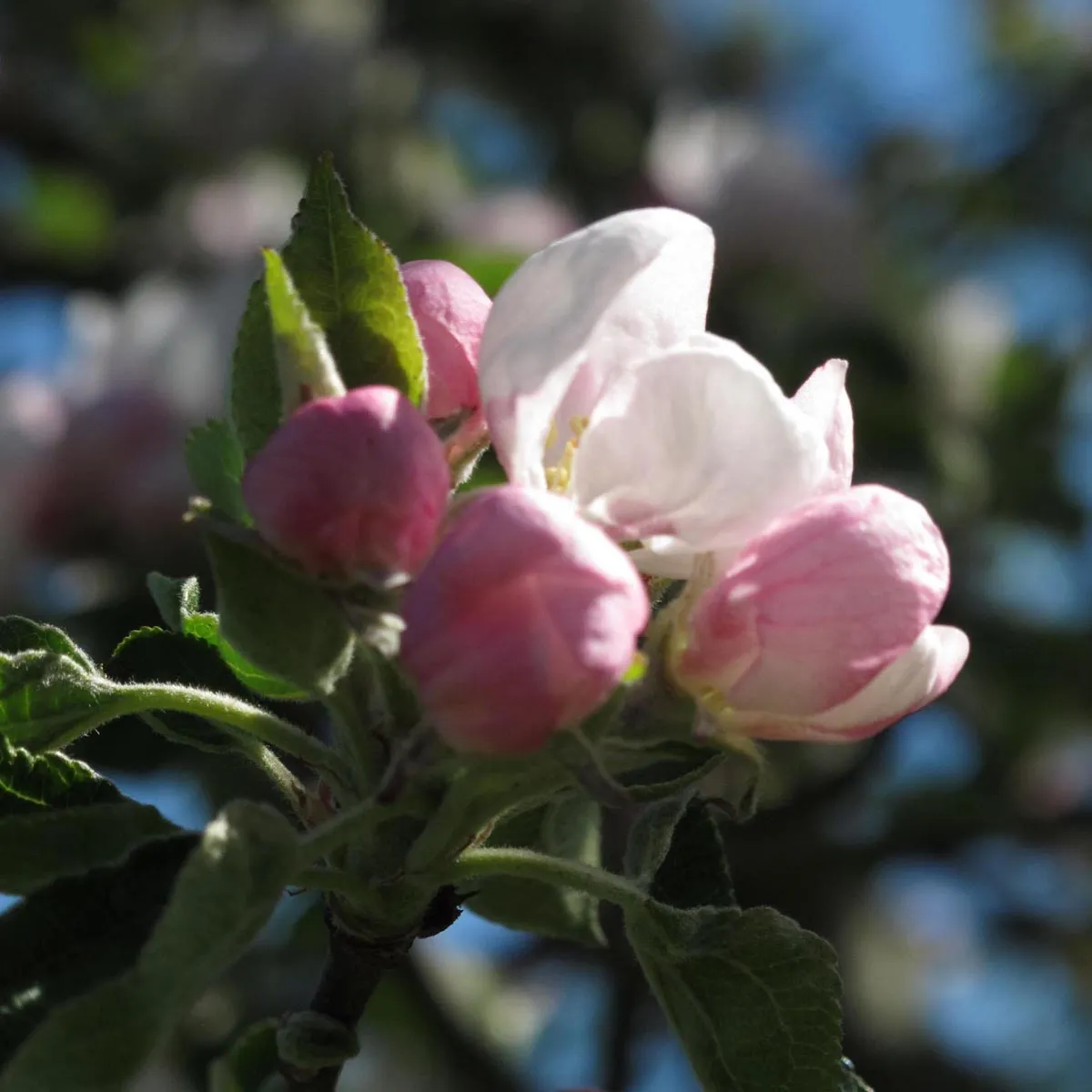 Kulturapfel 'Bittenfelder Sämling' (Malus domestica) Samen