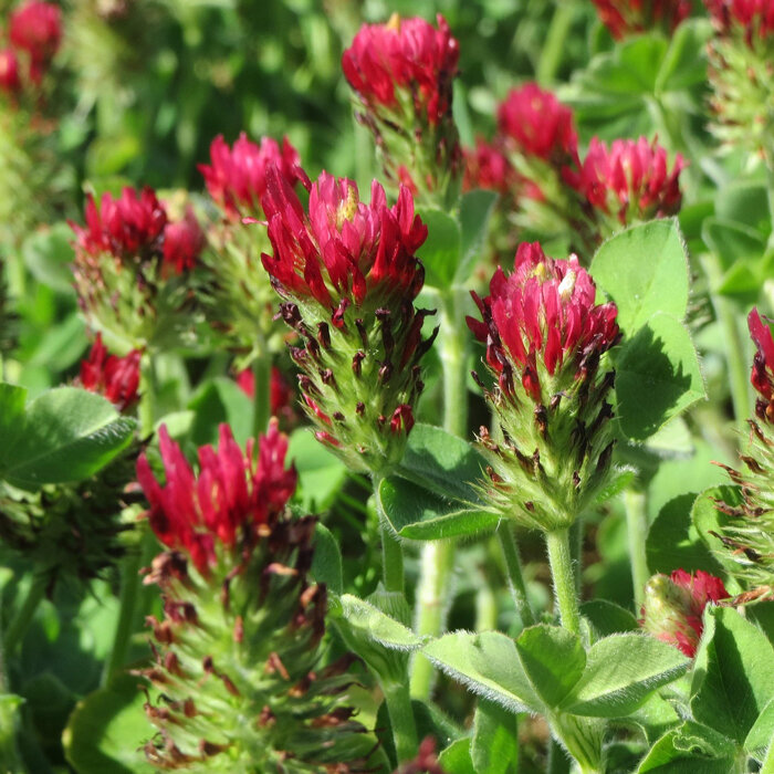 Inkarnatklee (Trifolium incarnatum) mit leuchtend roten, länglichen Blütenköpfen