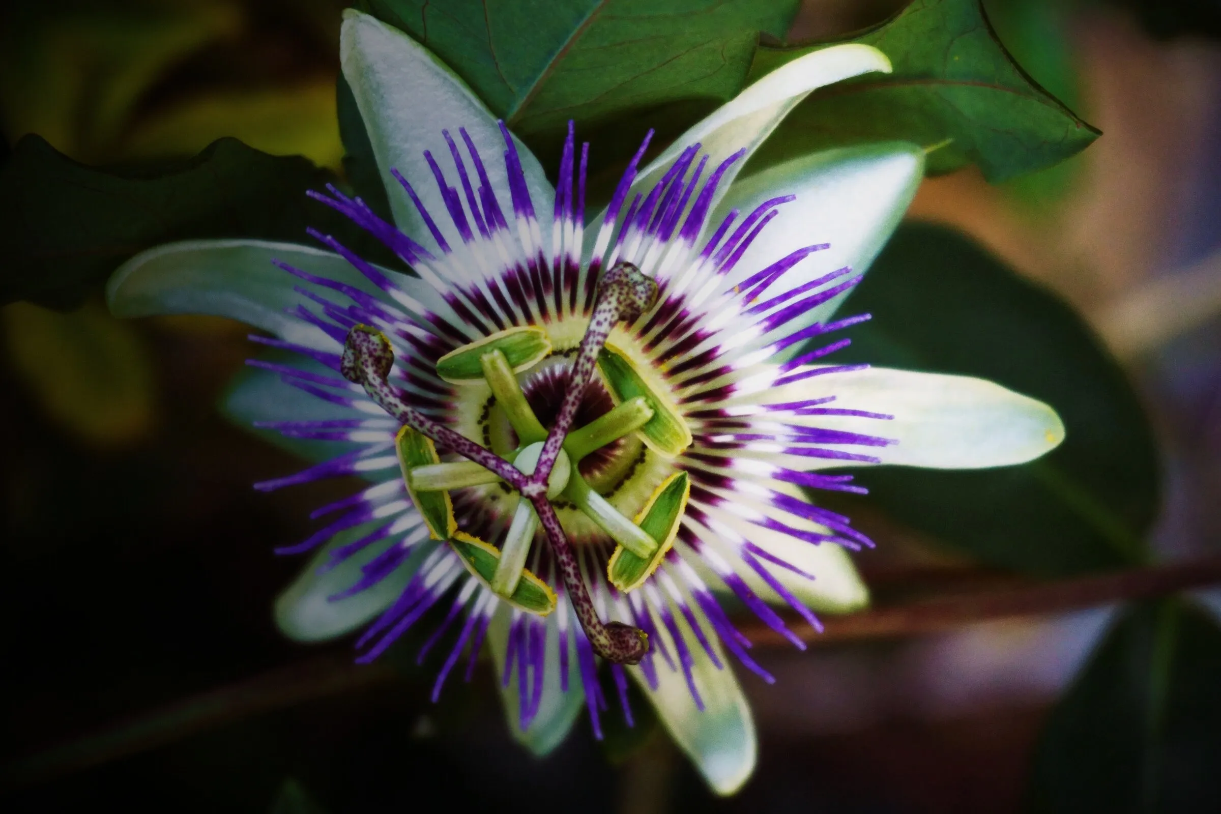 Blüte einer Passionsblume zwischen grünen Blättern