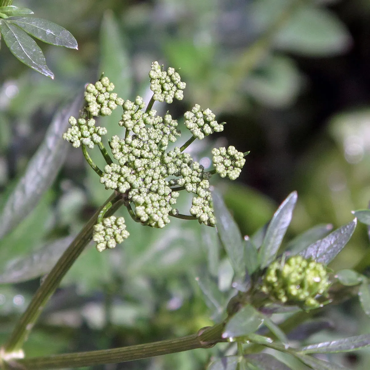 Italienische Glatte Petersilie 'Italian Giant' (Petroselinum crispum) Bio Saatgut