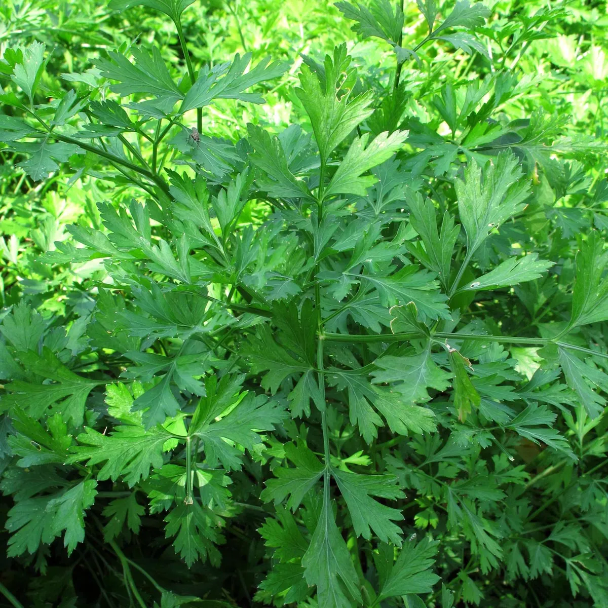 Italienische Glatte Petersilie 'Italian Giant' (Petroselinum crispum) Bio Saatgut