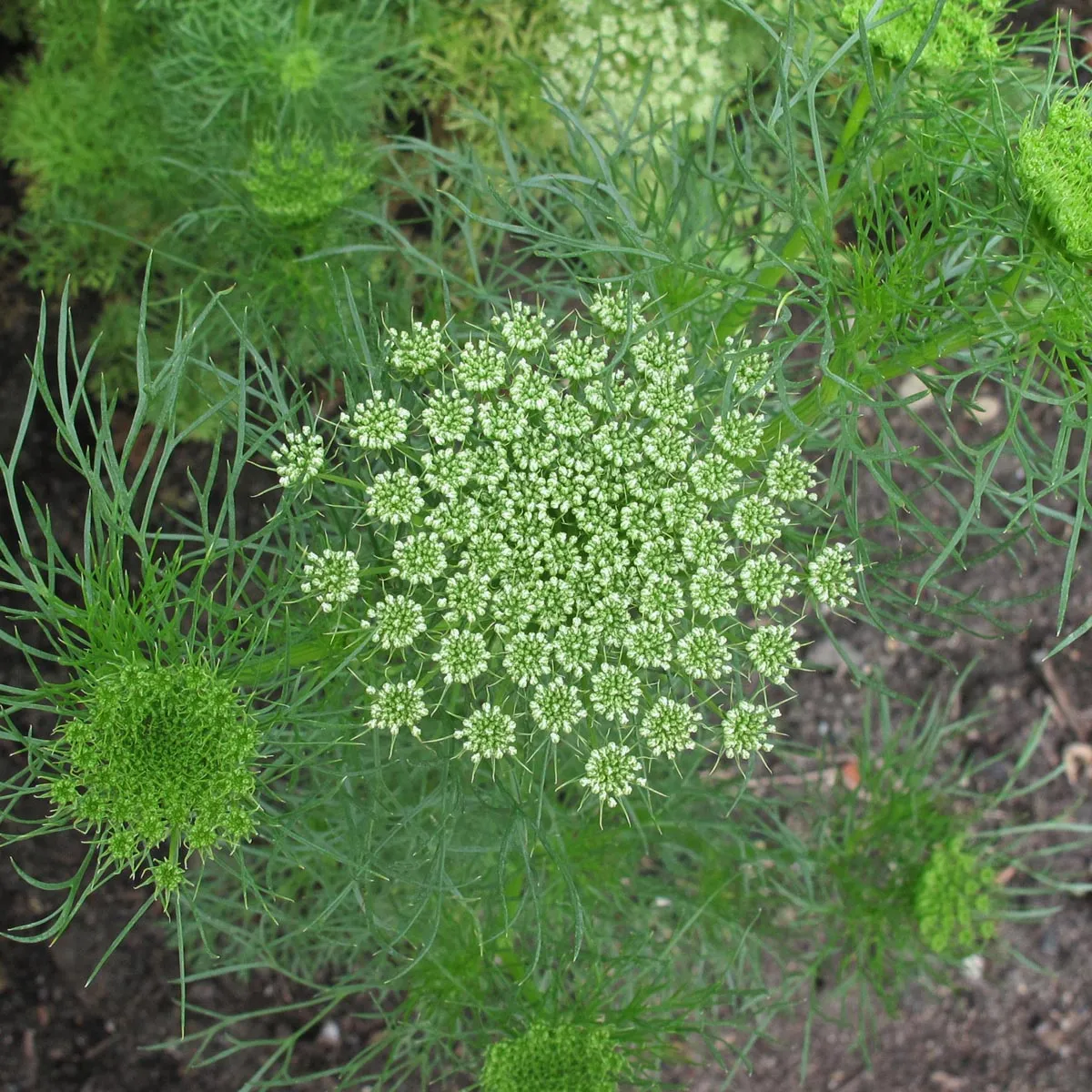 Bischofskraut / Zahnstocher-Ammei (Ammi visnaga) Samen