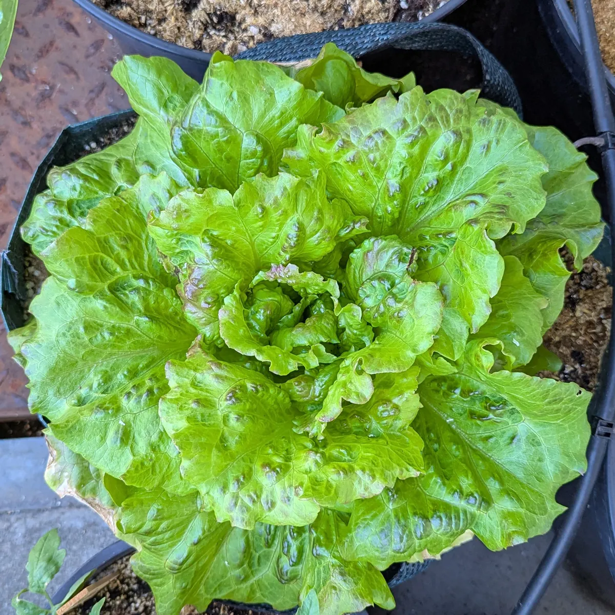 Bataviasalat 'Maravilla de Verano' (Lactuca sativa) Samen