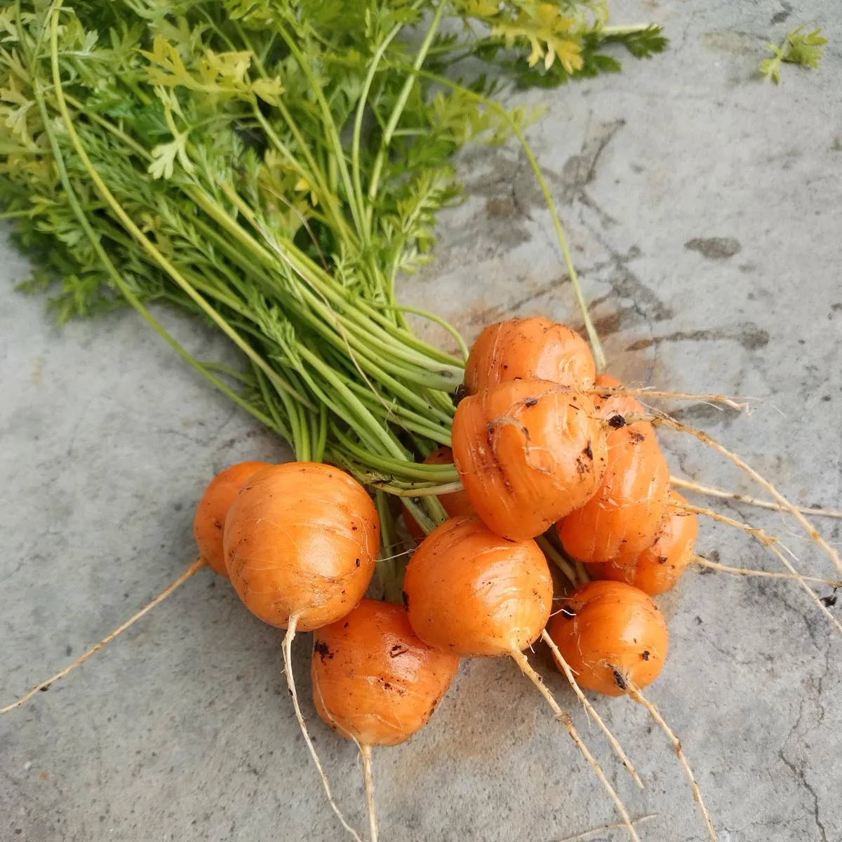 Frühe Karotte 'Pariser Markt' (Daucus carota) Samen