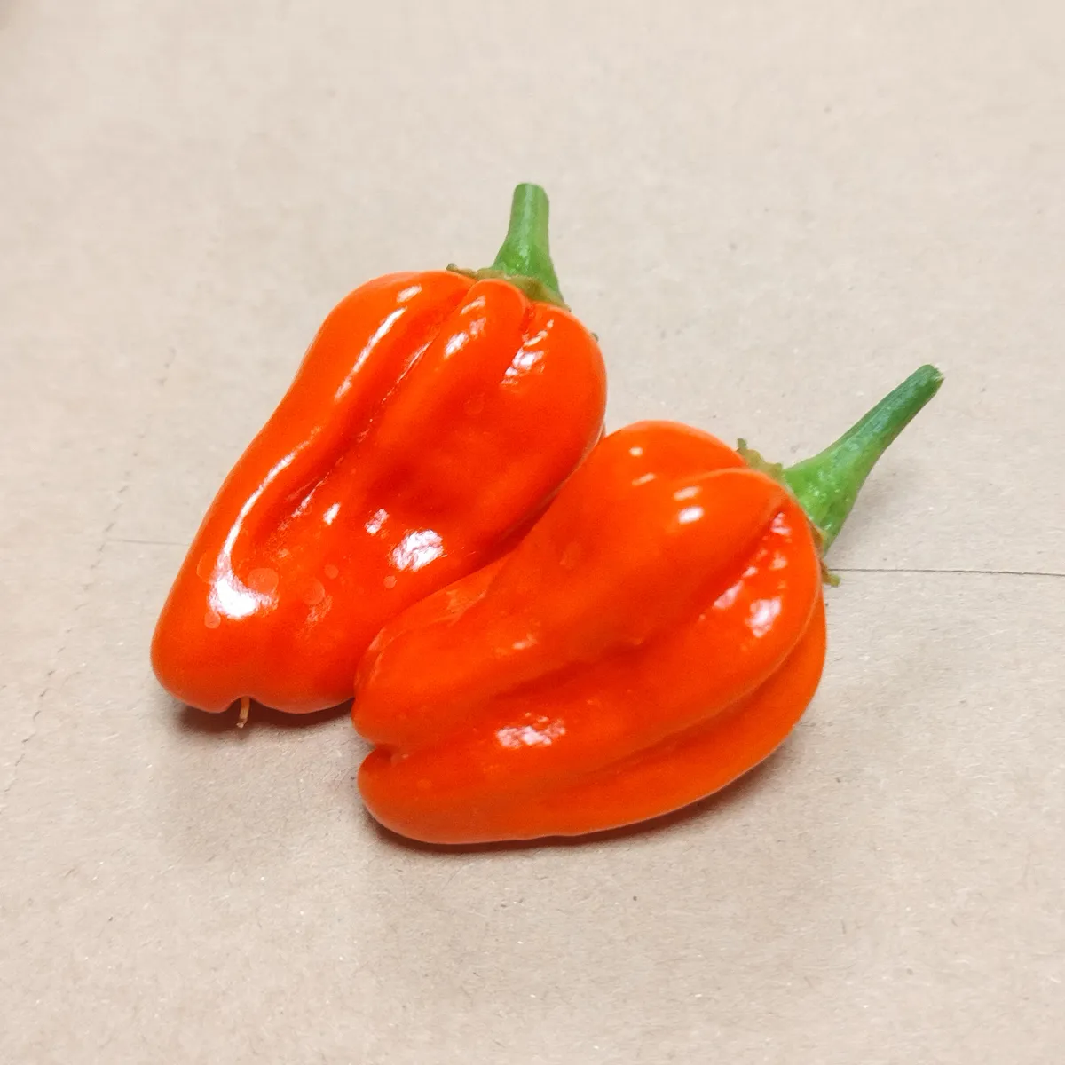Milder Chili 'NuMex Suave Red' (Capsicum chinense) Samen