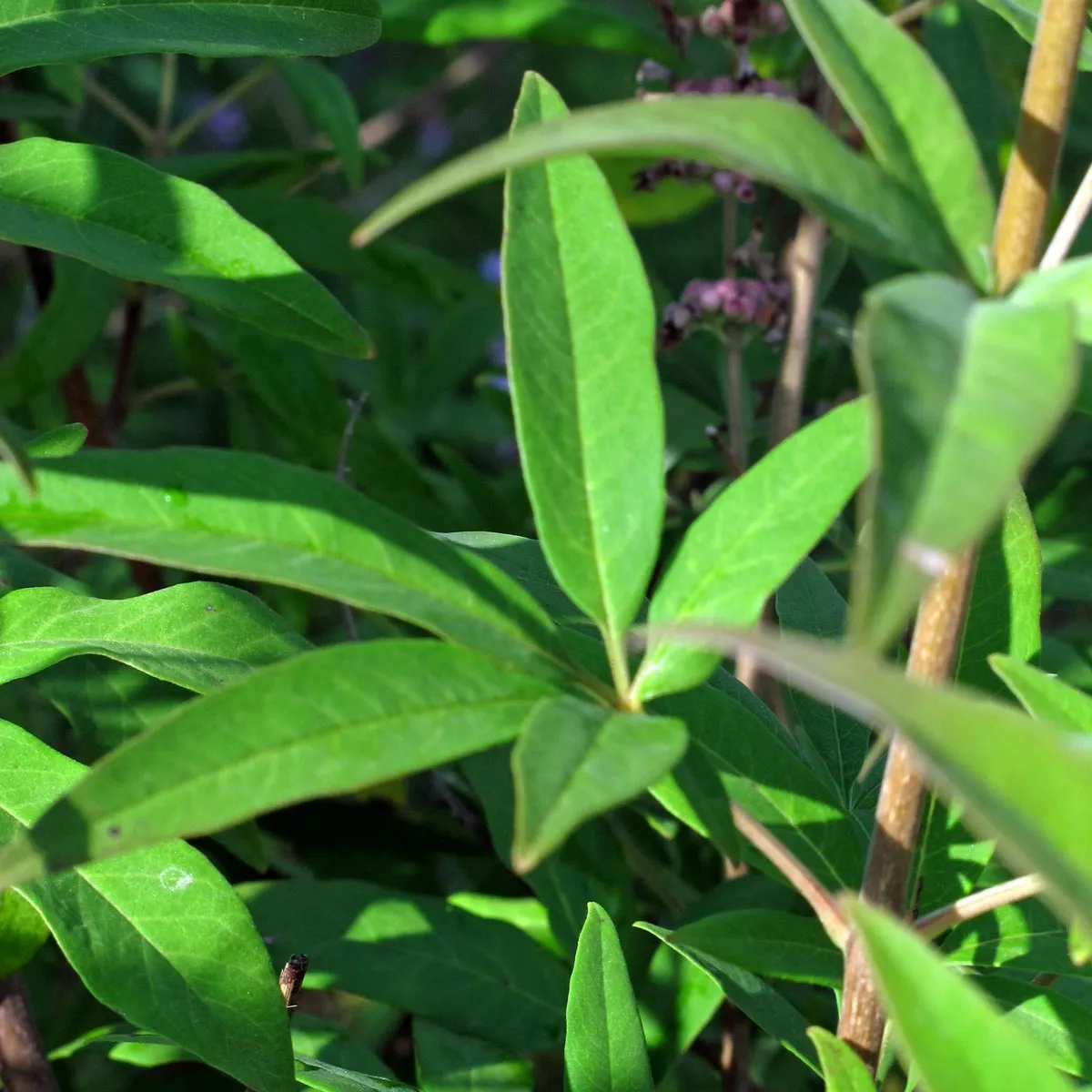 Mönchspfeffer (Vitex agnus-castus) Bio Saatgut