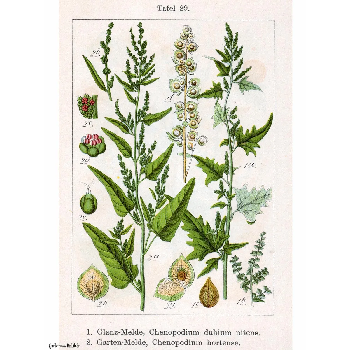 Grüne Gartenmelde (Atriplex hortensis) Samen