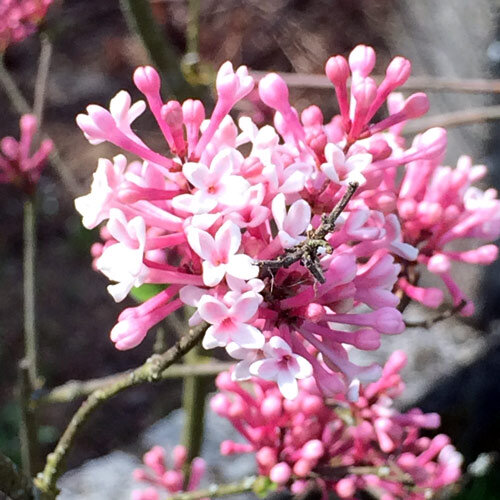 Duft-Schneeball (Viburnum farreri) mit rosa Blütenbüscheln an kahlen Zweigen