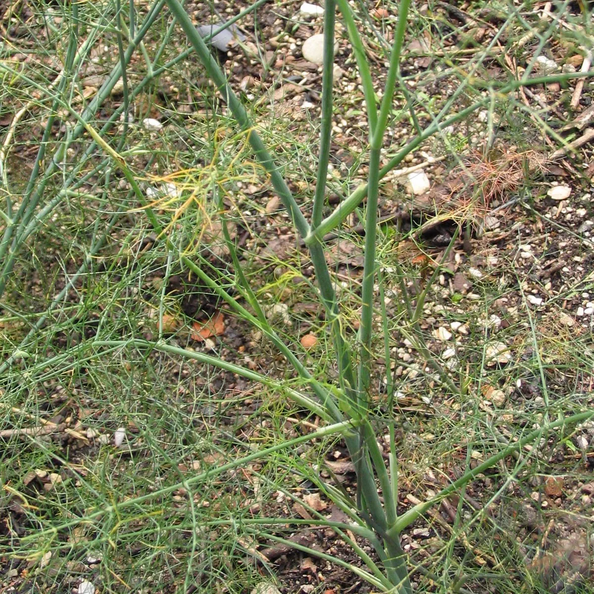 Grüner Gewürzfenchel 'Dulce' (Foeniculum vulgare) Bio Saatgut