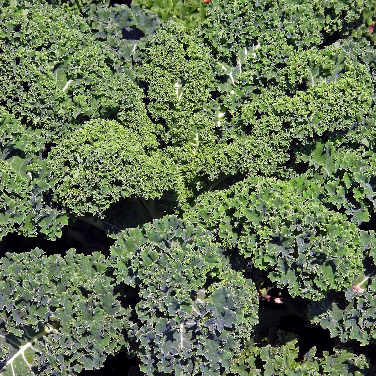 Grünkohl 'Lerchenzungen' (Brassica oleracea convar. acephala var. sabellica) Bio Saatgut