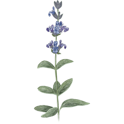 Salbei-Arten
