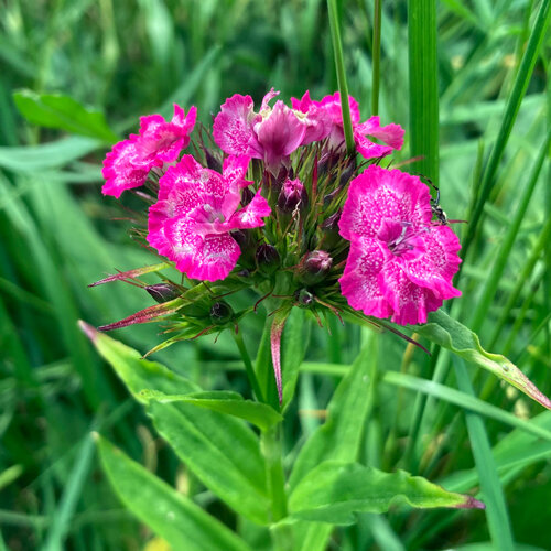 Bartnelke (Dianthus barbatus) mit pinkfarbenen, weiß gezeichneten Blüten