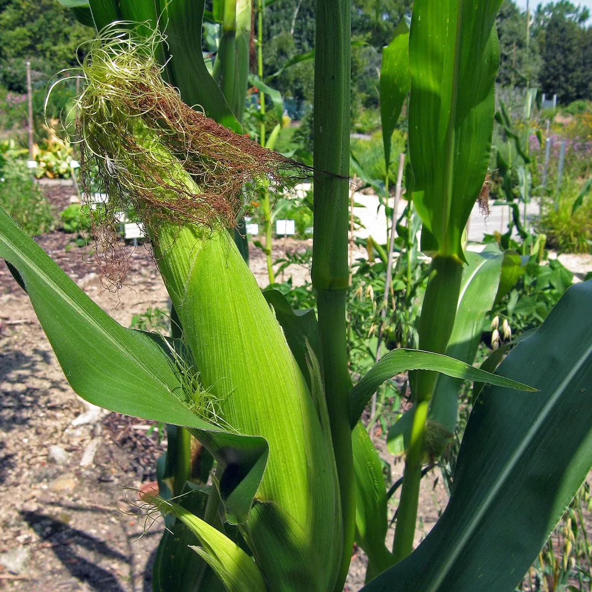 Zuckermais 'Golden Bantam' (Zea mays) Samen