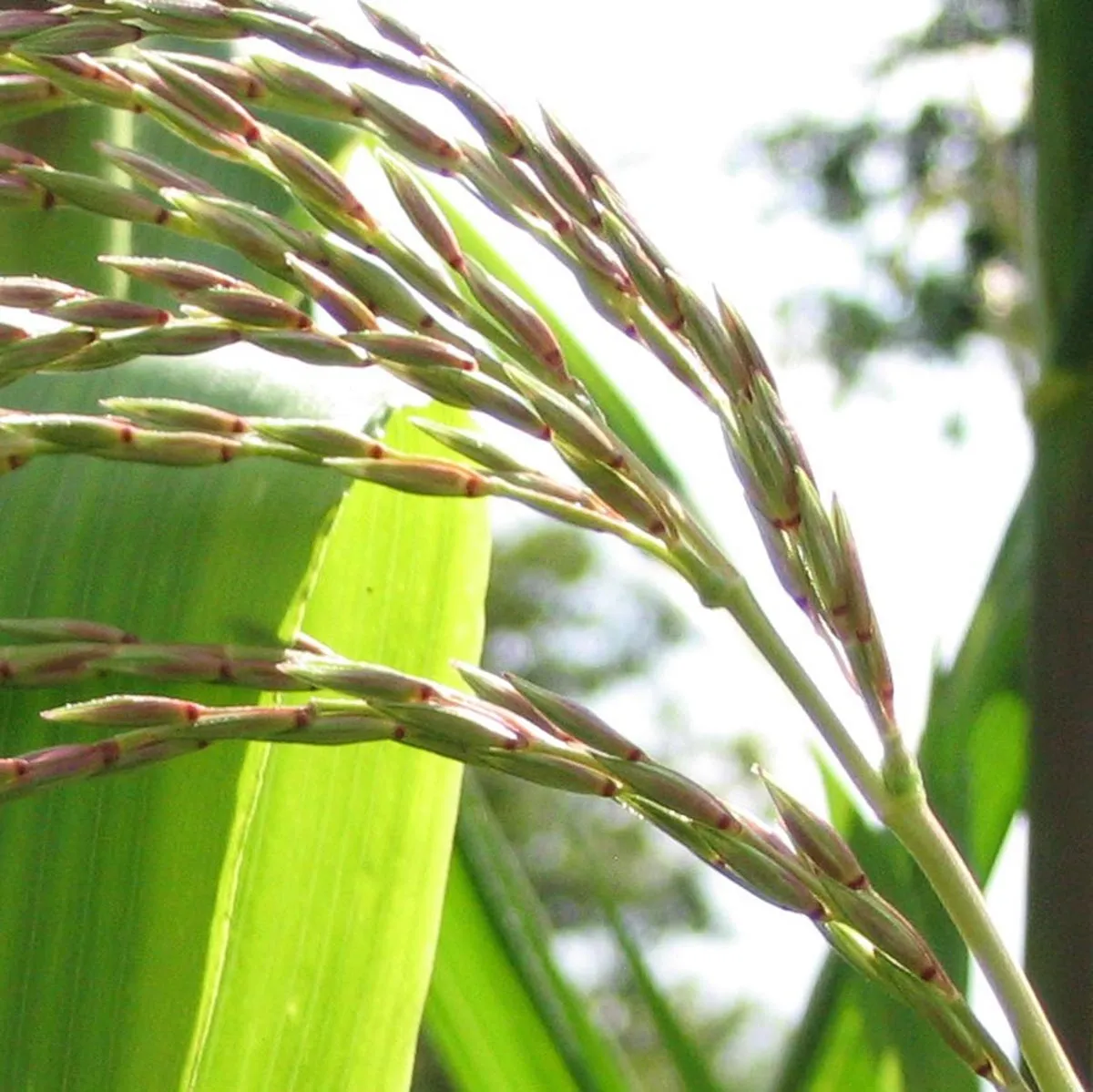 Teosinte (Zea mexicana) Samen