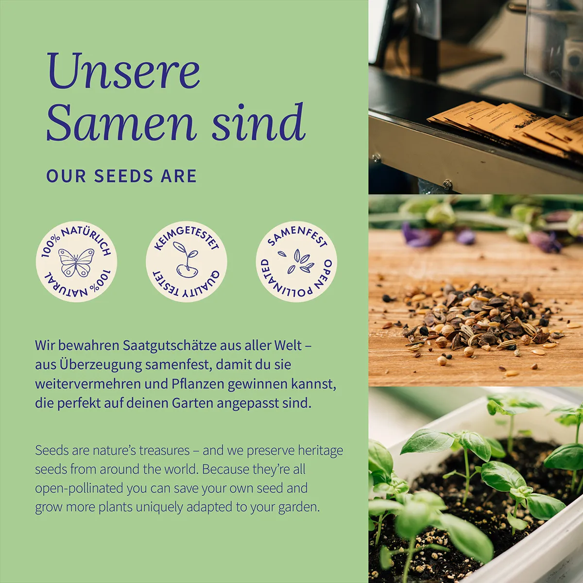 Winter Gemüse - Robuste Gemüsesorten für die kalte Jahreszeit - Samenset Nr. 41