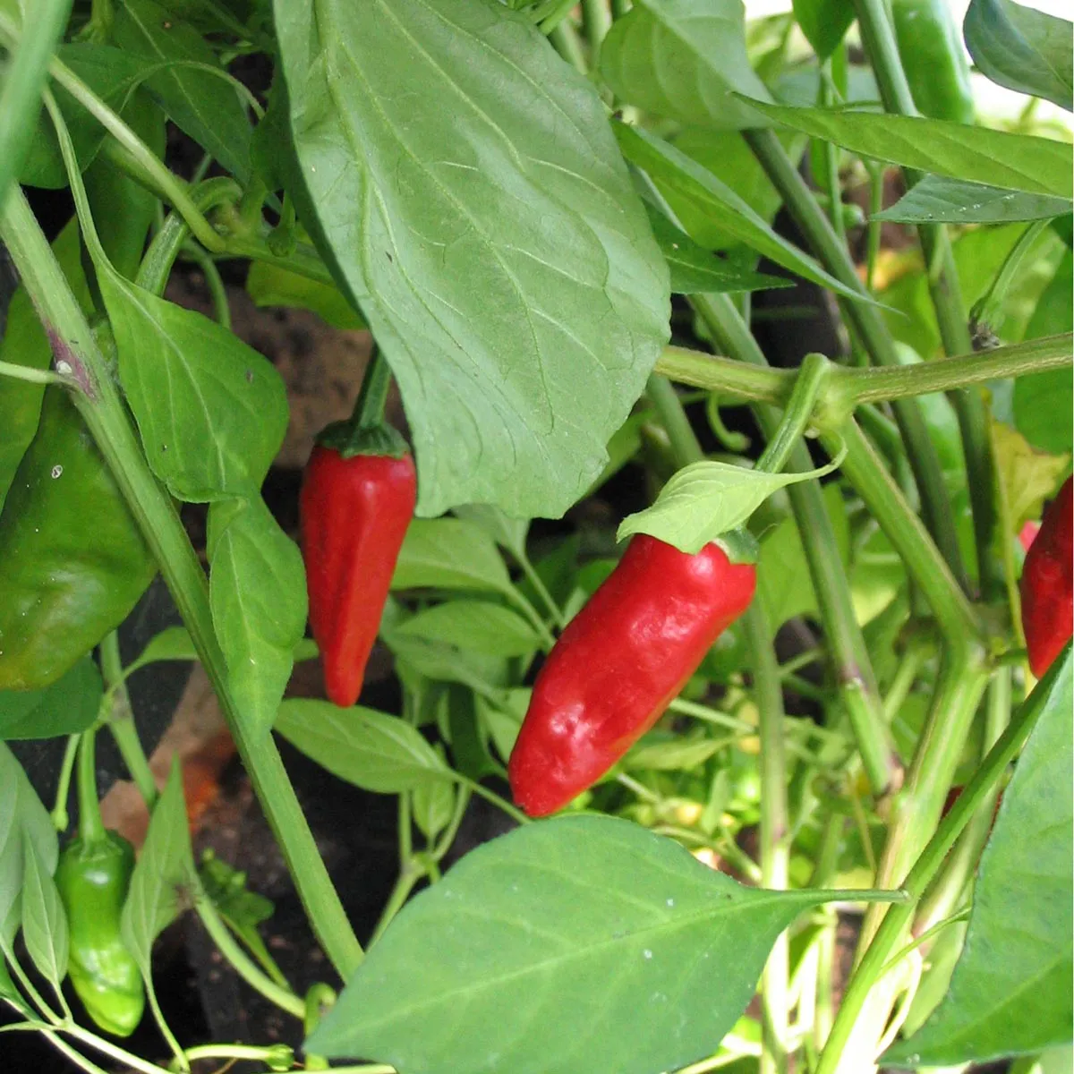 Chili 'Pimientos de Padrón' (Capsicum annuum) Bio Saatgut