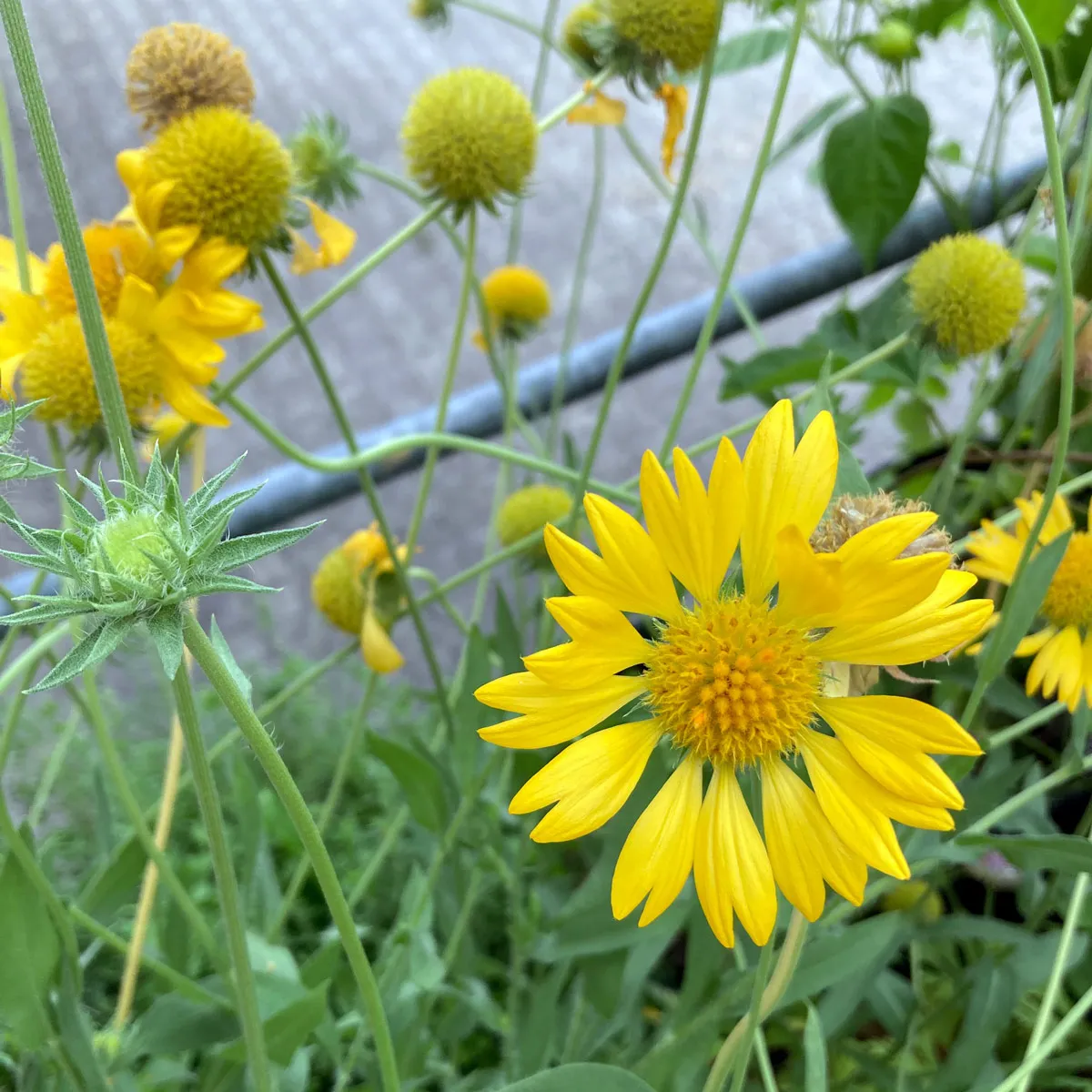 Gelbe Kokardenblume 'Aurea Pura' (Gaillardia aristata) Samen