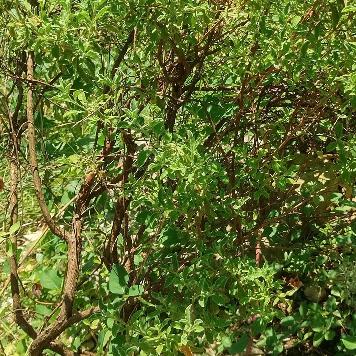 Kretische Zistrose (Cistus incanus ssp. tauricus) Samen