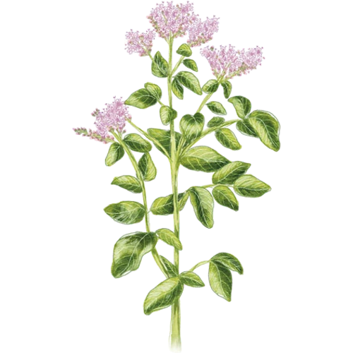 Oregano-Arten