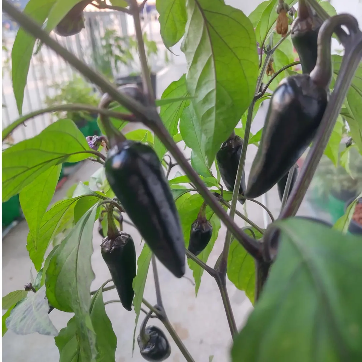 Poblano Chili 'Mulato Isleno' (Capsicum annuum) Samen