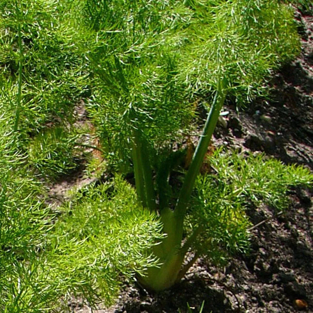 Knollenfenchel Fenchel 'Romanesco' (Foeniculum vulgare var. azoricum) Samen