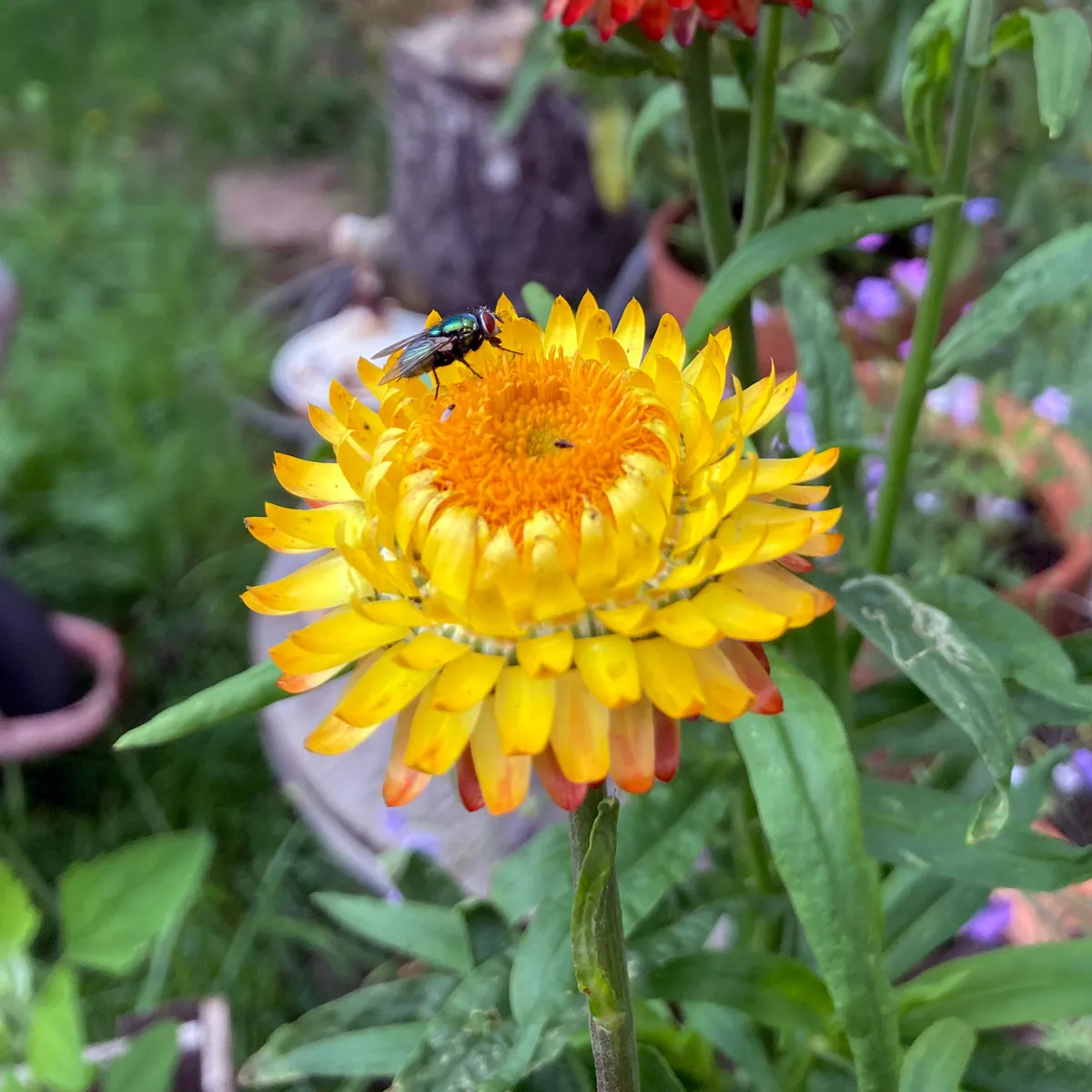 Hohe Strohblume 'Lemon Yellow' (Xerochrysum bracteatum) Samen