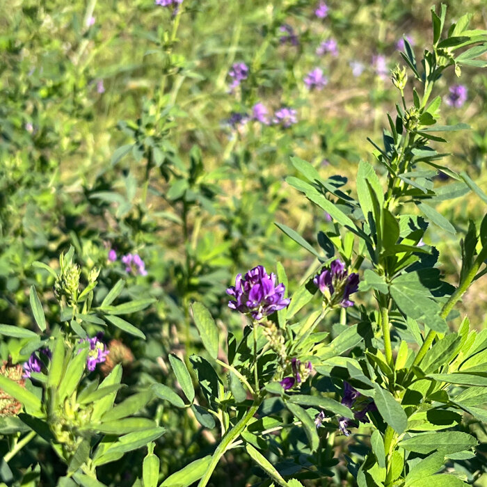 Violett blühende Gründüngungspflanzen auf einem Feld