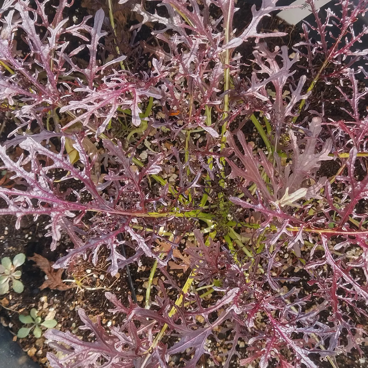 Blattsenf 'Rouge Metis' (Brassica juncea) Bio Saatgut