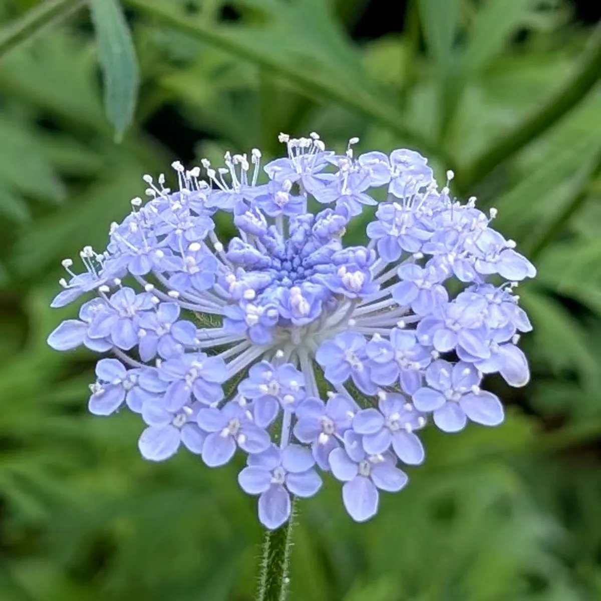 Blaudolde (Trachymene coerulea) Samen