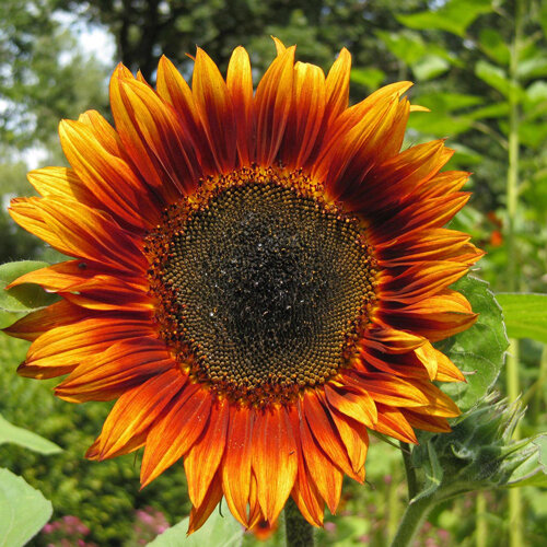 Sonnenblume mit rotorangen Blütenblättern und dunkler Mitte