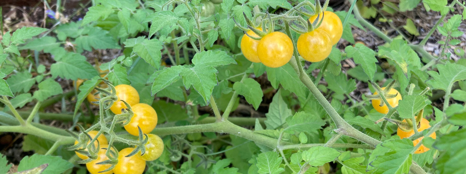 Robuste Wildtomaten