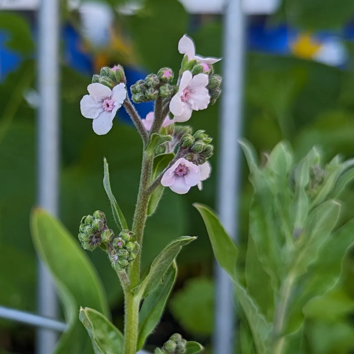 Chinesisches Vergissmeinnicht (Cynoglossum amabile) Samen