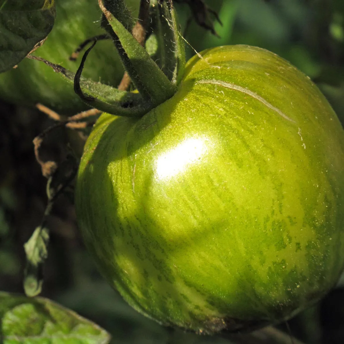 Gestreifte Tomate 'Grünes Zebra' (Solanum lycopersicum) Samen