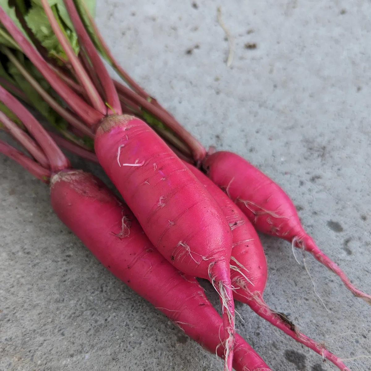 Radieschen 'Rote Riesen' (Raphanus sativus) Samen