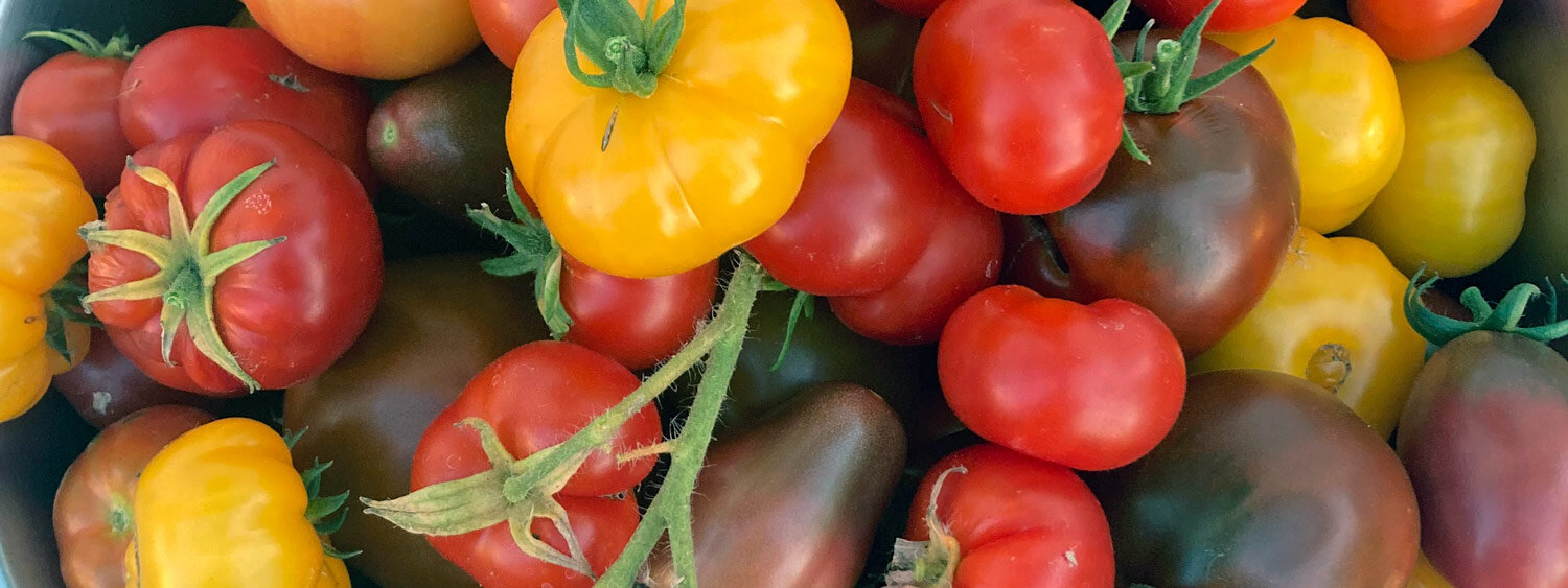 Frisch geerntete Tomaten in Rot, Gelb und Dunkelbraun, darunter gerippte Sorten