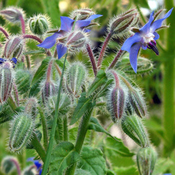 Borretsch (Borago officinalis) mit blauen Blüten und behaarten Knospen