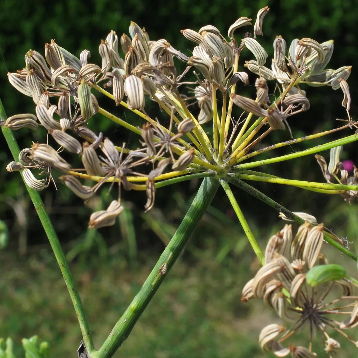 Grüner Gewürzfenchel 'Dulce' (Foeniculum vulgare) Bio Saatgut