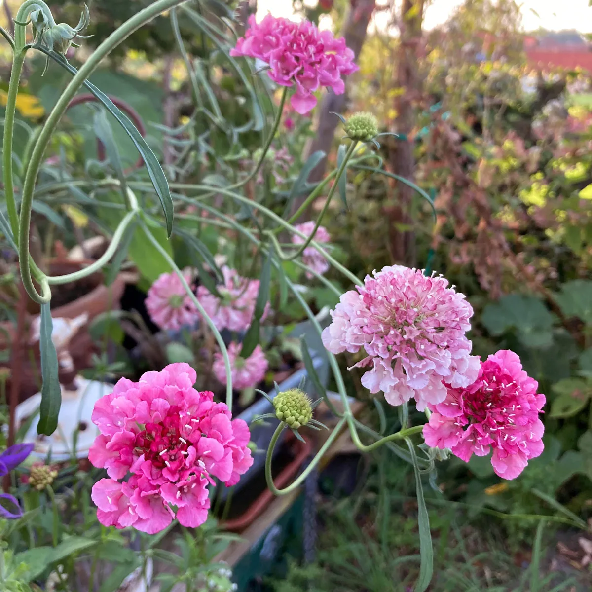Rosa Samt-Skabiose 'Double Salmon Rose' (Scabiosa atropurpurea) Samen