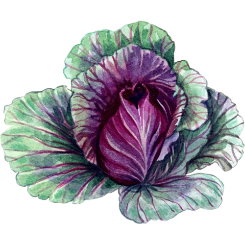 Kohl