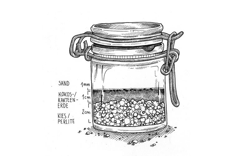 Zeichnung: Bügelglas zur Kakteenaussaat mit 2 cm Kies oder Perlite, 1 cm Kakteenerde und 1 mm Sand