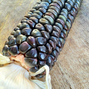 Maiskolben 'Oaxacan Green' (Zea mays) mit dunklen, grün schimmernden Körnern